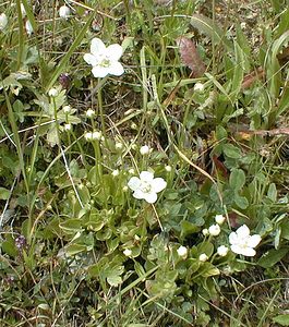 Parnassia palustris (Celastraceae)  - Parnassie des marais, Hépatique blanche - Grass-of-Parnassus Savoie [France] 23/07/2000 - 2020m