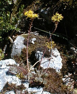 Petrosedum rupestre (Crassulaceae)  - Orpin réfléchi, Orpin des rochers - Reflexed Stonecrop Ain [France] 17/07/2000 - 550m