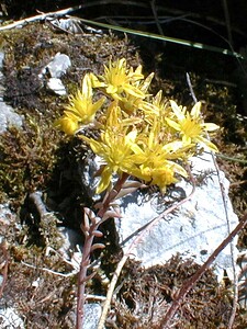 Petrosedum rupestre (Crassulaceae)  - Orpin réfléchi, Orpin des rochers - Reflexed Stonecrop Ain [France] 17/07/2000 - 550m