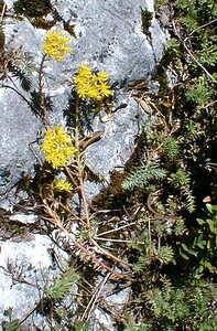 Petrosedum rupestre (Crassulaceae)  - Orpin réfléchi, Orpin des rochers - Reflexed Stonecrop Ain [France] 19/07/2000 - 550m