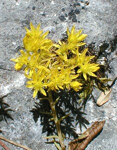 Petrosedum rupestre (Crassulaceae)  - Orpin réfléchi, Orpin des rochers - Reflexed Stonecrop Ain [France] 19/07/2000 - 550m