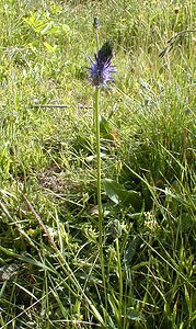 Phyteuma nigrum (Campanulaceae)  - Raiponce noire - Black Rampion Haute-Savoie [France] 19/07/2000 - 1560m