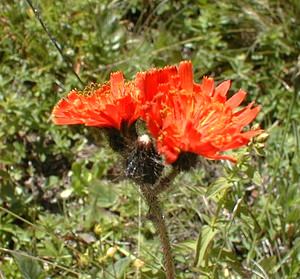 Pilosella aurantiaca (Asteraceae)  - Piloselle orangée, Épervière orangée Savoie [France] 22/07/2000 - 1940m