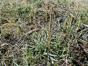 Plantago maritima (Plantaginaceae)  - Plantain maritime - Sea Plantain Hautes-Alpes [France] 26/07/2000 - 2040m