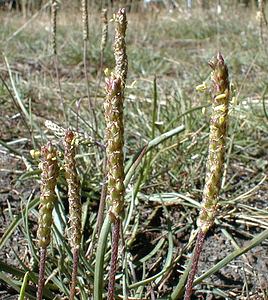 Plantago maritima (Plantaginaceae)  - Plantain maritime - Sea Plantain Hautes-Alpes [France] 26/07/2000 - 2040m