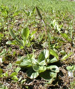 Plantago media (Plantaginaceae)  - Plantain moyen - Hoary Plantain Ain [France] 19/07/2000 - 550m