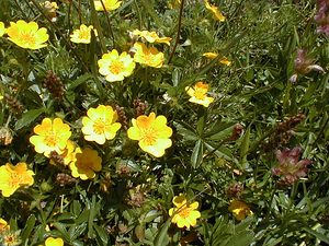 Potentilla aurea (Rosaceae)  - Potentille dorée Haute-Savoie [France] 20/07/2000 - 2430m