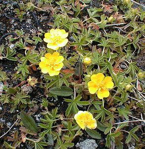 Potentilla aurea (Rosaceae)  - Potentille dorée Savoie [France] 24/07/2000 - 2750m