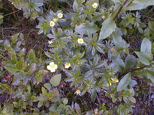 Potentilla erecta (Rosaceae)  - Potentille dressée, Potentille tormentille, Tormentille - Tormentil Haute-Savoie [France] 19/07/2000 - 1560m