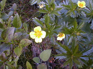 Potentilla erecta (Rosaceae)  - Potentille dressée, Potentille tormentille, Tormentille - Tormentil Haute-Savoie [France] 19/07/2000 - 1560m