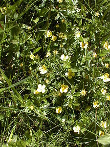 Potentilla erecta (Rosaceae)  - Potentille dressée, Potentille tormentille, Tormentille - Tormentil Haute-Savoie [France] 19/07/2000 - 1560m