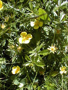 Potentilla erecta (Rosaceae)  - Potentille dressée, Potentille tormentille, Tormentille - Tormentil Haute-Savoie [France] 19/07/2000 - 1560m