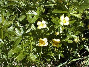 Potentilla erecta (Rosaceae)  - Potentille dressée, Potentille tormentille, Tormentille - Tormentil Haute-Savoie [France] 19/07/2000 - 1560m