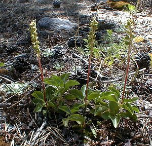 Pyrola media (Ericaceae)  - Pyrole moyenne, Pyrole moyenne, Pyrole de taille moyenne, Pyrole intermédiaire - Intermediate Wintergreen Hautes-Alpes [France] 29/07/2000 - 1830m