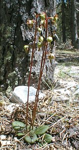 Pyrola rotundifolia (Ericaceae)  - Pyrole à feuilles rondes - Round-leaved Wintergreen Hautes-Alpes [France] 29/07/2000 - 1830m