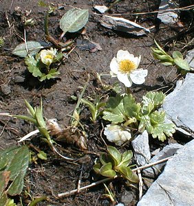 Ranunculus alpestris (Ranunculaceae)  - Renoncule alpestre Haute-Savoie [France] 20/07/2000 - 2430m