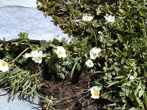 Ranunculus alpestris (Ranunculaceae)  - Renoncule alpestre Haute-Savoie [France] 20/07/2000 - 2430m