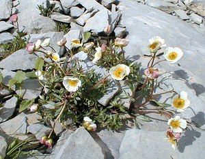 Ranunculus glacialis (Ranunculaceae)  - Renoncule des glaciers Haute-Savoie [France] 20/07/2000 - 2430m