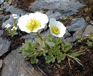 Ranunculus glacialis (Ranunculaceae)  - Renoncule des glaciers Savoie [France] 24/07/2000 - 2750m