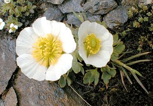 Ranunculus glacialis (Ranunculaceae)  - Renoncule des glaciers Savoie [France] 24/07/2000 - 2750m