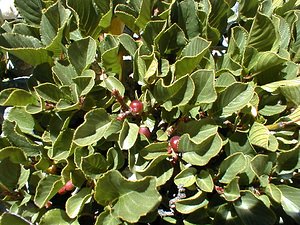 Rhamnus pumila (Rhamnaceae)  - Nerprun nain Savoie [France] 31/07/2000 - 2000m