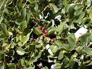 Rhamnus pumila (Rhamnaceae)  - Nerprun nain Savoie [France] 31/07/2000 - 2000m