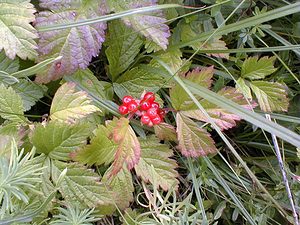 Rubus saxatilis (Rosaceae)  - Ronce des rochers - Stone Bramble Jura [France] 16/07/2000 - 880m