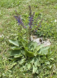 Salvia pratensis (Lamiaceae)  - Sauge des prés, Sauge commune - Meadow Clary Ain [France] 17/07/2000 - 550m