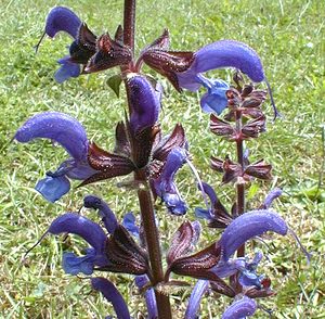 Salvia pratensis (Lamiaceae)  - Sauge des prés, Sauge commune - Meadow Clary Ain [France] 17/07/2000 - 550m