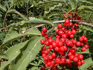 Sambucus racemosa (Viburnaceae)  - Sureau à grappes, Sureau de montagne, Sureau rouge - Red-berried Elder Ain [France] 18/07/2000 - 900m