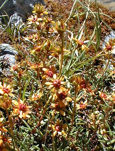 Saxifraga aizoides (Saxifragaceae)  - Saxifrage faux aizoon, Saxifrage cilié, Faux aizoon - Yellow Saxifrage Savoie [France] 31/07/2000 - 2000m