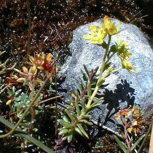 Saxifraga aizoides (Saxifragaceae)  - Saxifrage faux aizoon, Saxifrage cilié, Faux aizoon - Yellow Saxifrage Savoie [France] 31/07/2000 - 2000m