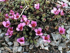 Saxifraga oppositifolia (Saxifragaceae)  - Saxifrage à feuilles opposées, Saxifrage glanduleuse - Purple Saxifrage Savoie [France] 24/07/2000 - 2750m