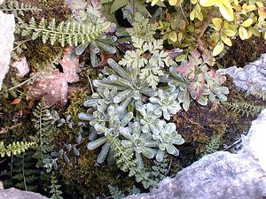 Saxifraga paniculata (Saxifragaceae)  - Saxifrage paniculée, Saxifrage aizoon - Livelong Saxifrage Ain [France] 18/07/2000 - 550m