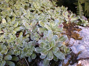 Saxifraga paniculata (Saxifragaceae)  - Saxifrage paniculée, Saxifrage aizoon - Livelong Saxifrage Ain [France] 18/07/2000 - 550m