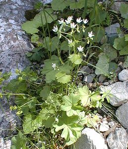 Saxifraga rotundifolia (Saxifragaceae)  - Saxifrage à feuilles rondes - Round-leaved Saxifrage Haute-Savoie [France] 20/07/2000 - 2430m