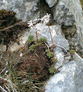 Sedum album (Crassulaceae)  - Orpin blanc - White Stonecrop Jura [France] 16/07/2000 - 880m