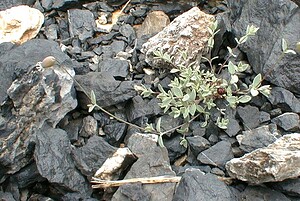 Silene vulgaris subsp. prostrata (Caryophyllaceae)  - Silène prostré, Silène couché Savoie [France] 25/07/2000 - 2000m