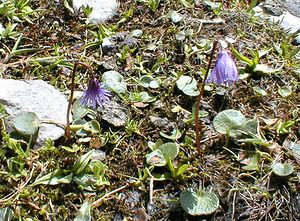 Soldanella alpina (Primulaceae)  - Soldanelle des Alpes Haute-Savoie [France] 20/07/2000 - 2430m