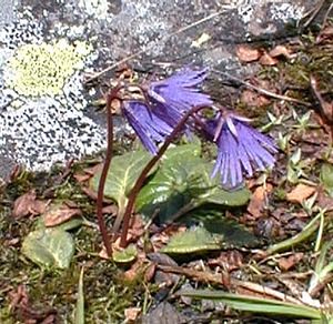 Soldanella alpina (Primulaceae)  - Soldanelle des Alpes Haute-Savoie [France] 20/07/2000 - 2430m