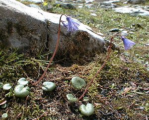 Soldanella alpina (Primulaceae)  - Soldanelle des Alpes Haute-Savoie [France] 20/07/2000 - 2430m