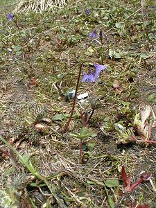 Soldanella alpina (Primulaceae)  - Soldanelle des Alpes Haute-Savoie [France] 20/07/2000 - 2430m