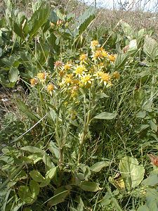 Solidago virgaurea (Asteraceae)  - Solidage verge-d'or, Herbe des Juifs, Verge-d'or - Goldenrod Savoie [France] 22/07/2000 - 1940m
