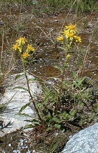 Solidago virgaurea (Asteraceae)  - Solidage verge-d'or, Herbe des Juifs, Verge-d'or - Goldenrod Hautes-Alpes [France] 26/07/2000 - 1870m