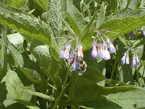 Symphytum officinale (Boraginaceae)  - Consoude officinale, Grande consoude - Common Comfrey Ain [France] 18/07/2000 - 900mNoter la technique du bourdon qui consiste ? percer la corolle pour aller chercher le nectar, inaccessible pour lui autrement.