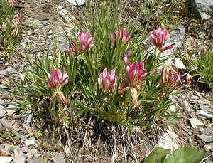 Trifolium alpinum (Fabaceae)  - Trèfle des Alpes, Réglisse des montagnes, Réglisse des Alpes Haute-Savoie [France] 19/07/2000 - 1560m