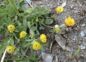 Trifolium badium (Fabaceae)  - Trèfle bai, Trèfle brun - Brown Clover Savoie [France] 28/07/2000 - 2370m