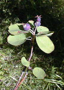Vaccinium uliginosum (Ericaceae)  - Airelle des fanges, Airelle des marais, Myrtille des marais, Orcette - Bog Bilberry Ain [France] 19/07/2000 - 550m