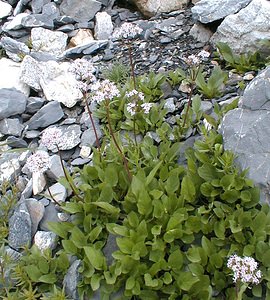 Valeriana montana (Caprifoliaceae)  - Valériane des montagnes Savoie [France] 25/07/2000 - 2370m