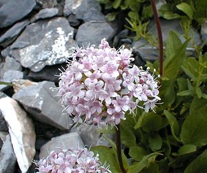 Valeriana montana (Caprifoliaceae)  - Valériane des montagnes Savoie [France] 25/07/2000 - 2370m